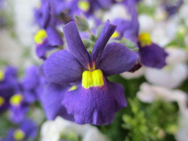 モコモコ咲いてきた３種のネメシア ベランダで幸せ気分