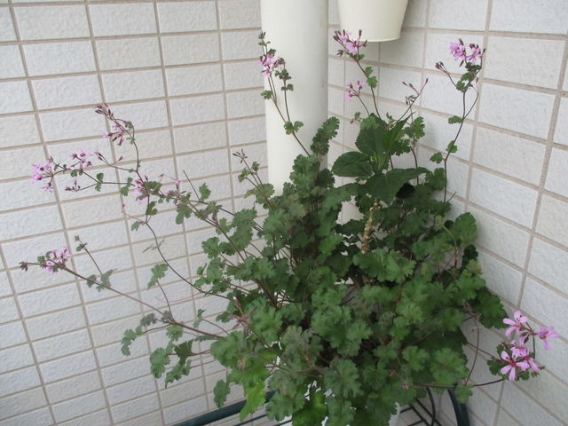 ちょい足しダイアモンドスター ベランダで幸せ気分