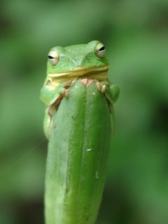 カエルはえてる 九十九木土