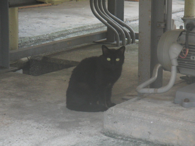 路地裏ねこちゃん 広島まいにち街歩き