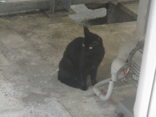 路地裏ねこちゃん 広島まいにち街歩き
