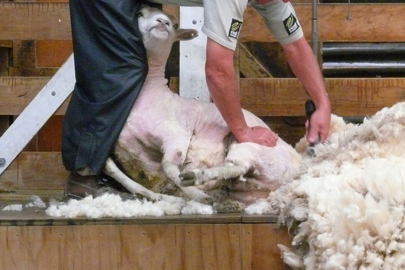 Walter Peak 羊の毛刈り : ニュージーランド旅行日記 〜南島〜