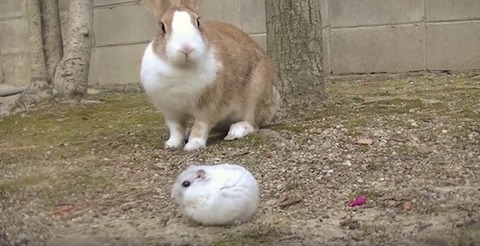 うさぎとハムとモルモット2