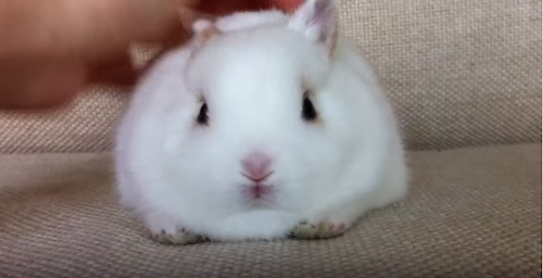 白い毛がふわふわなまんまる子うさぎ なでられて気持ちよさそ いなば X うさぎ うさぎ動画まとめました 白い毛がふわふわなまんまる子うさぎ なでられて気持ちよさそ いなば X うさぎ うさぎ動画まとめました