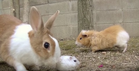 うさぎとハムとモルモット3