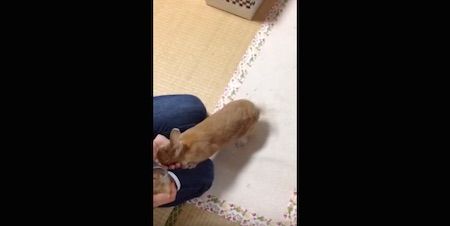 うさぎのしっぽ