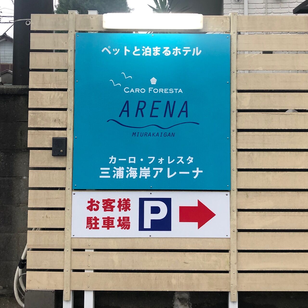 アレーナの看板が新しくなりました 看板娘 Caro Foresta 三浦海岸 Arena