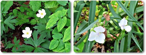 一輪草・白花つゆ草