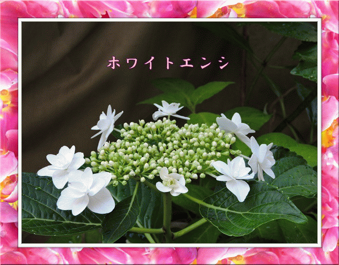 蛙飛び込む水の音 画像遊び 和紙の里 蛙飛び込む水の音 画像遊び 和紙の里