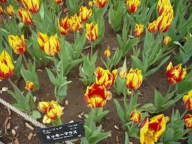 イメージ 11