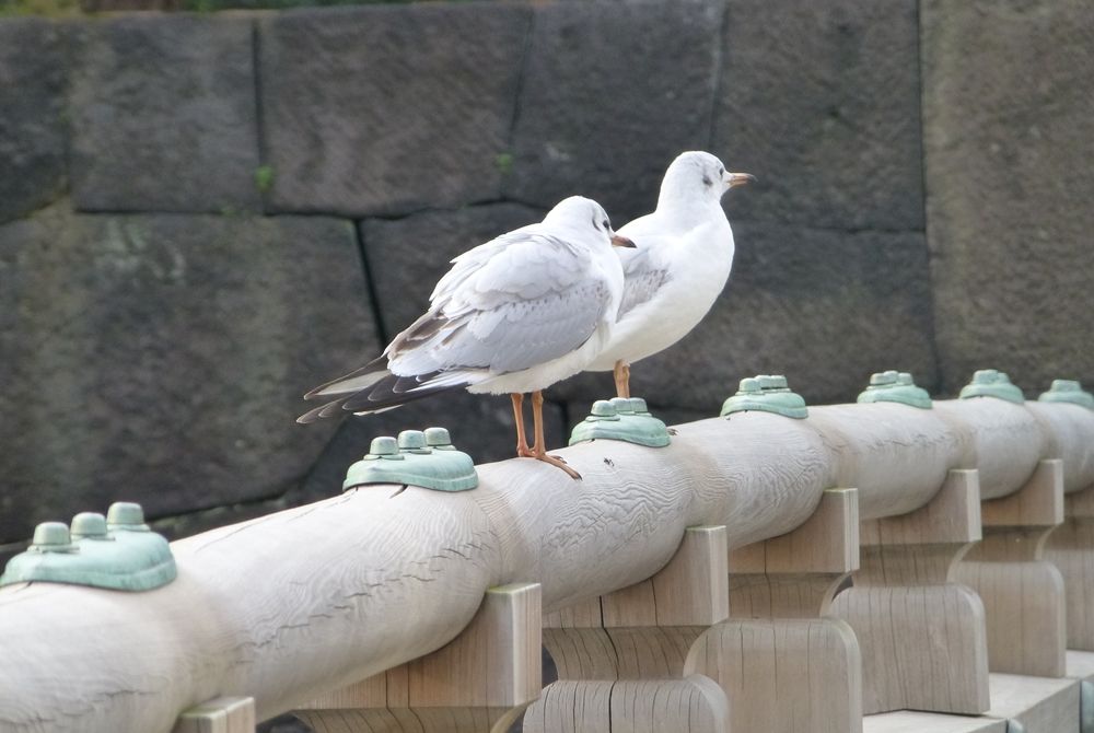 イメージ 2