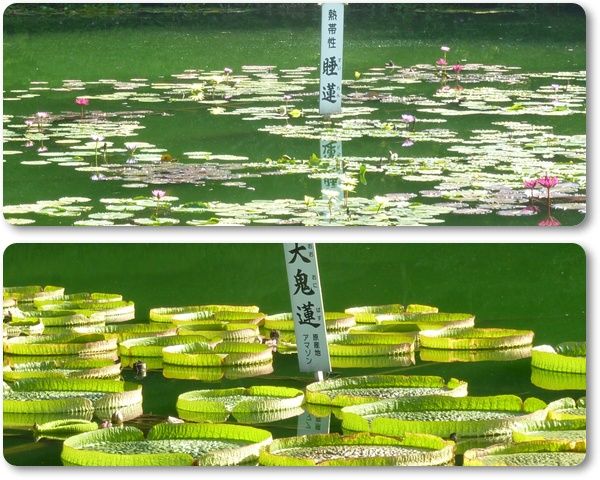 思い出 海地獄 山並みハイウエイ 草千里 和紙の里