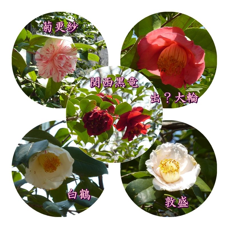 イメージ 3