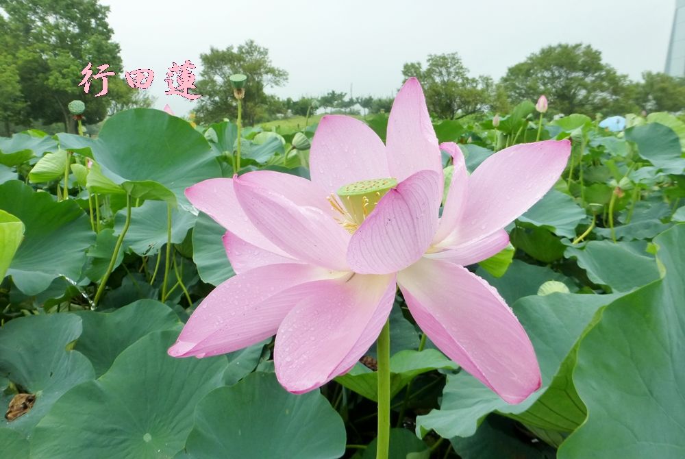 イメージ 8