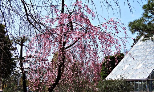 しだれ桜