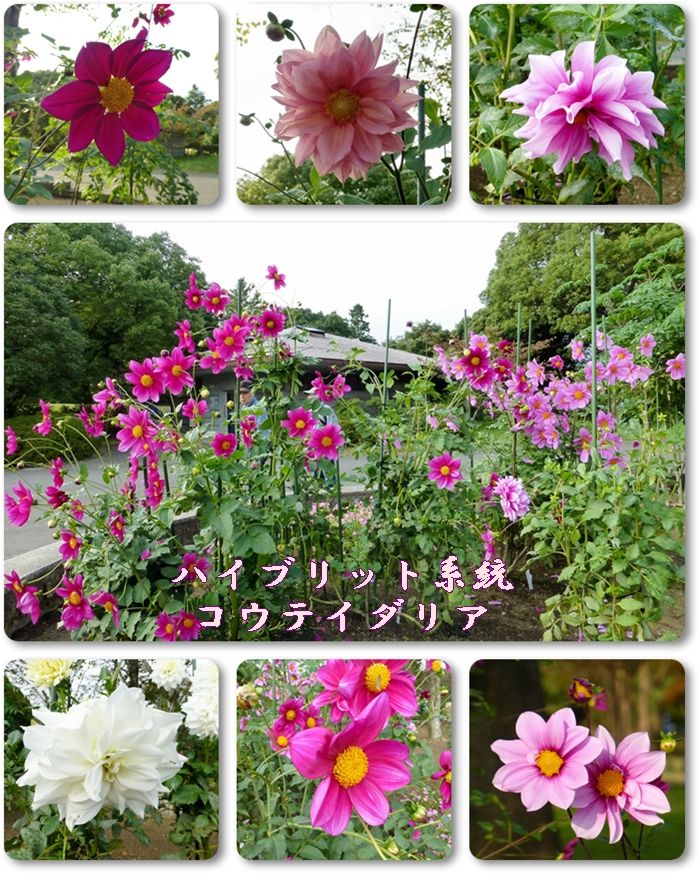 イメージ 8