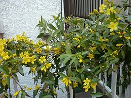 イメージ 15
