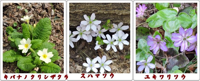 イメージ 8