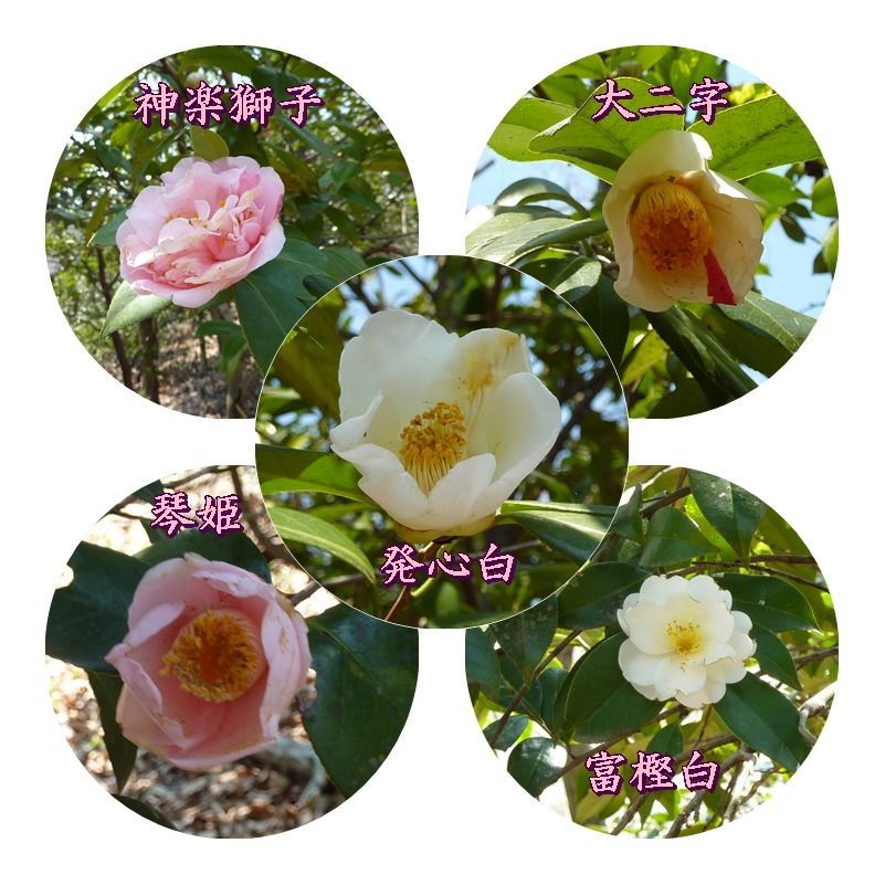 イメージ 2