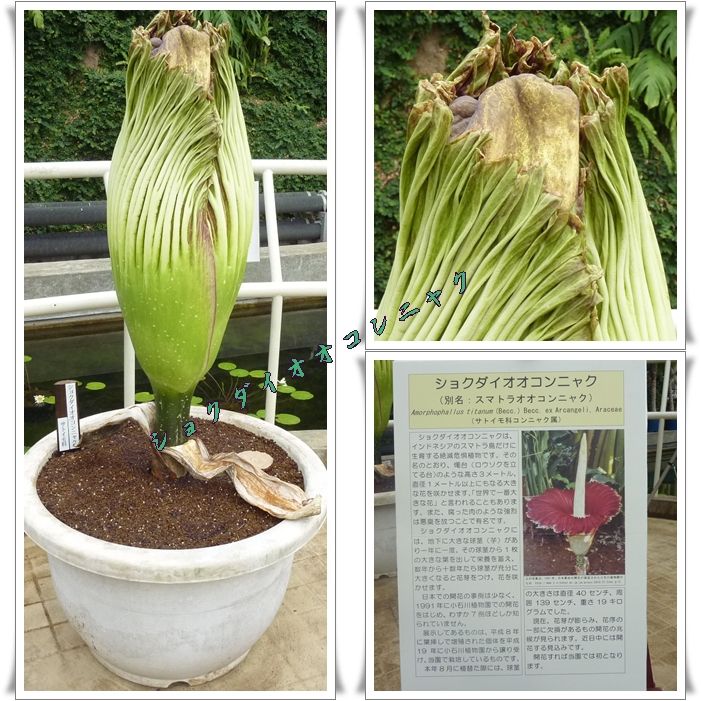 イメージ 1