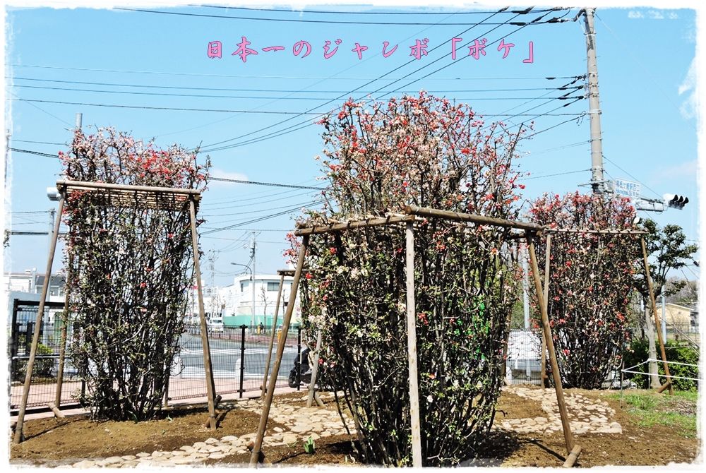 イメージ 15