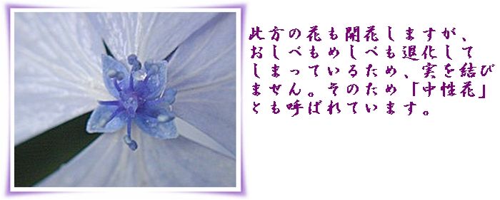 イメージ 13