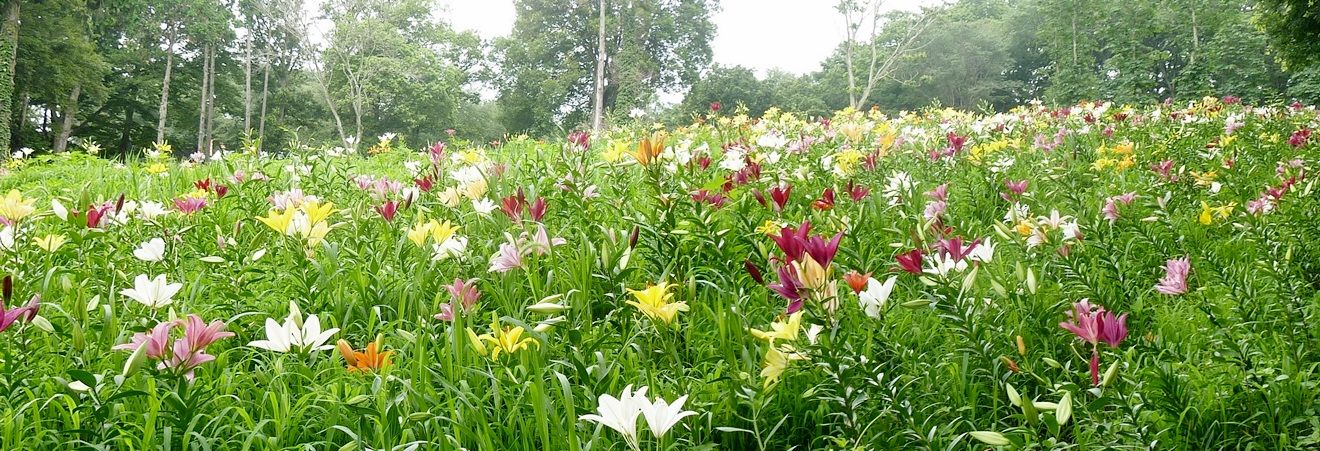 ところざわのゆり園 和紙の里 ところざわのゆり園 和紙の里