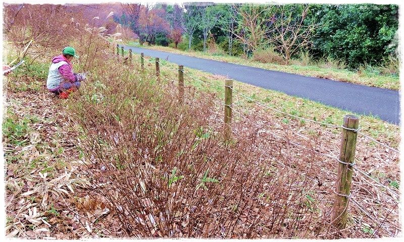 しもばしら 氷の花 和紙の里