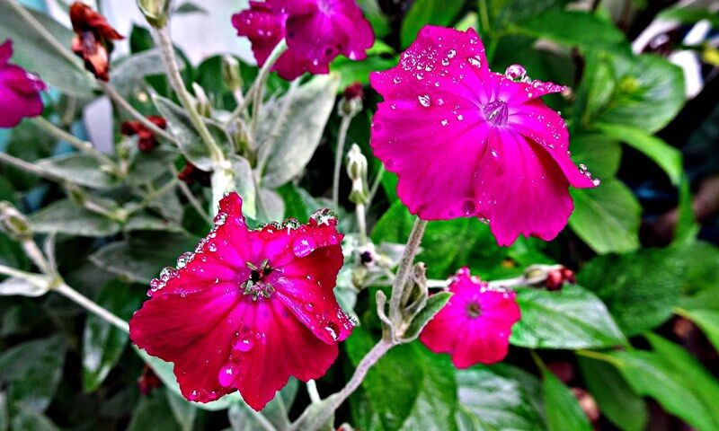 庭に咲く花 和紙の里