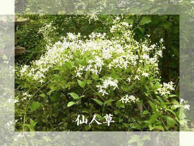イメージ 8