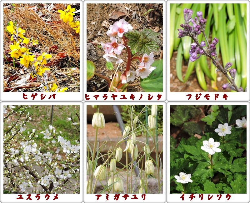 イメージ 6