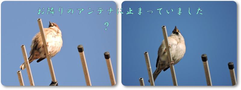 イメージ 18