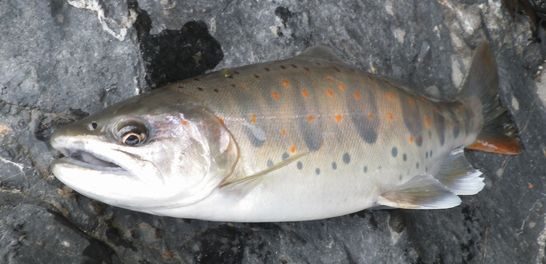 大ヤマメ釣りの釣り場と季節 ぷーちゃんのつれづれ日記 大ヤマメ釣りの釣り場と季節 ぷーちゃんのつれづれ日記