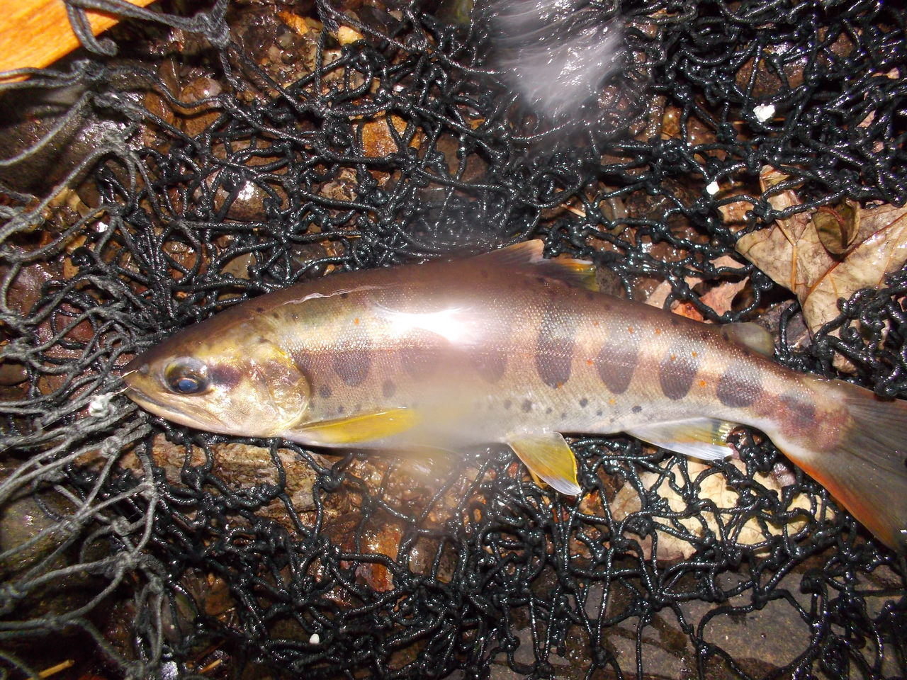 相模川水系沢井佐野付近 ぷーちゃんのつれづれ日記