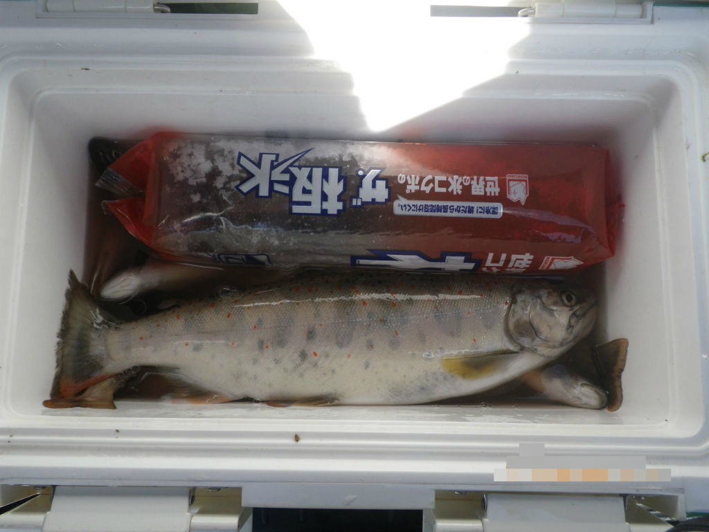 渓流釣り 雑魚箱 魚箱 ぷーちゃんのつれづれ日記