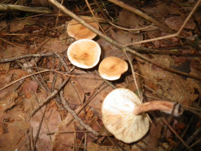 ヤマメ イワナはシーズンオフ キノコシリーズその６ ぷーちゃんのつれづれ日記