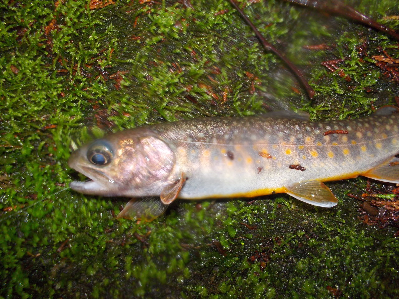 日本のイワナ 以前書いた記事の更新記事です ぷーちゃんのつれづれ日記