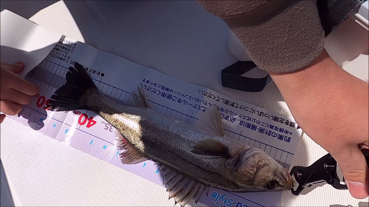 21 4 09東京湾奥釣り攻略 シーバスの活性急上昇中 ぷーちゃんのつれづれ日記 21 4 09東京湾奥釣り攻略 シーバスの活性急上昇中 ぷーちゃんのつれづれ日記