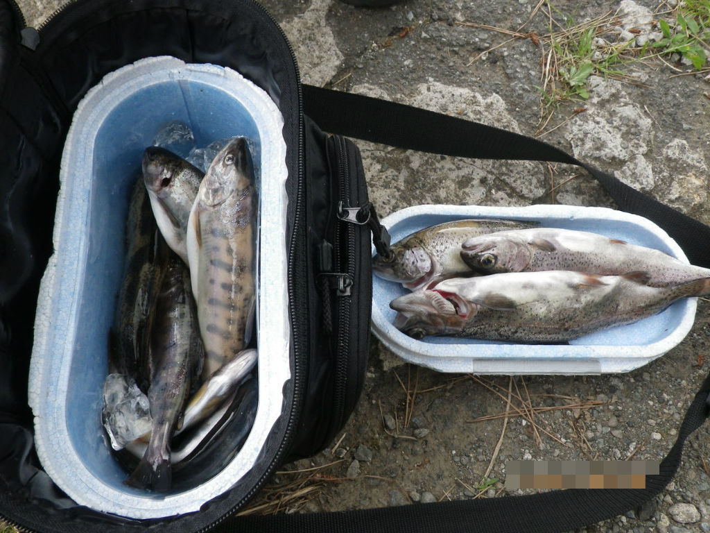 釣った魚の保存その１ ぷーちゃんのつれづれ日記