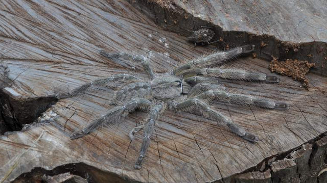 虫注意 人の顔ほどの大きさのタランチュラ見つかる ガジェイモ ニュースblog