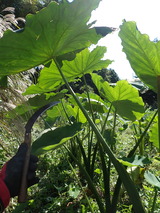 PA090009