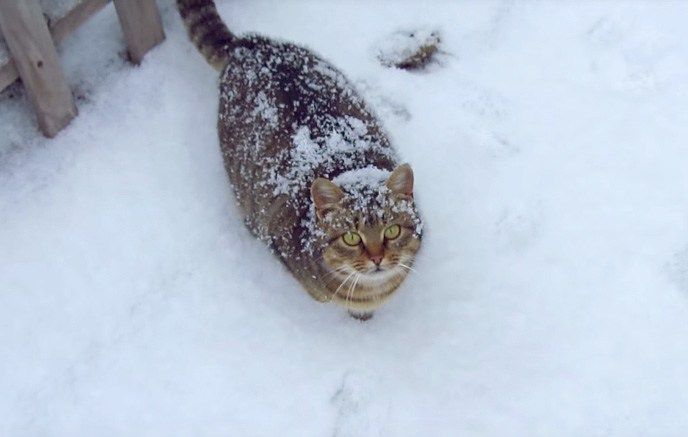                             : miya_neko 