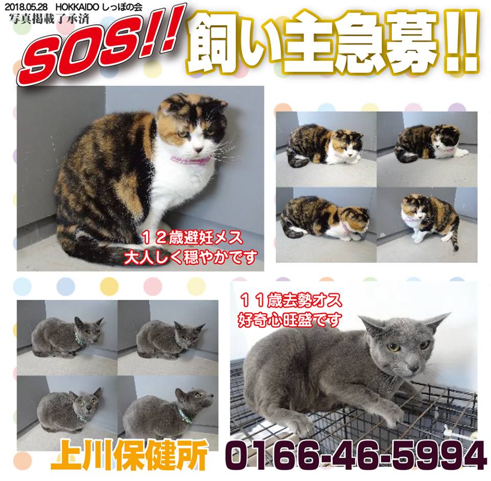 ねこちゃんの里親さん募集 北海道 上川保健所 Miya Nekoのさんぽみち