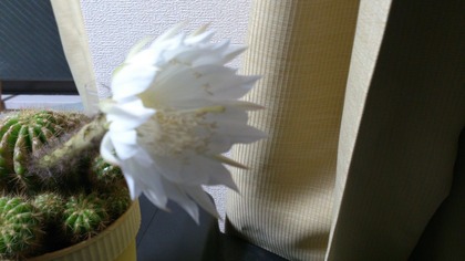 20140530¥µ¥Ü¥Æ¥ó¡¦²Ö (1)