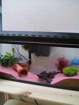 ���Į��²��