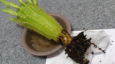 20120224¥µ¥Ü¥Æ¥ó£²