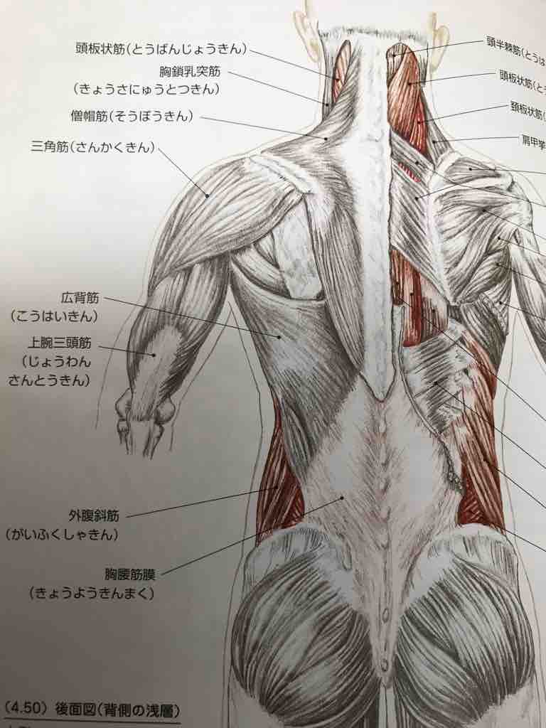 まく きん きょう よう 下半身太りにも効く！超簡単で気持ちいい『寝たままストレッチ』｜ビフィックスマガジン｜BifiX(ビフィックス)ヨーグルト｜グリコ