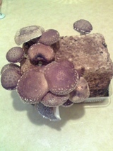 20090210¤·¤¤¤¿¤±