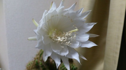 20140530¥µ¥Ü¥Æ¥ó¤Î²Ö