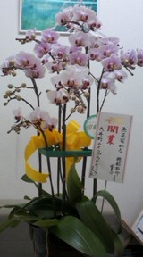 20090402花